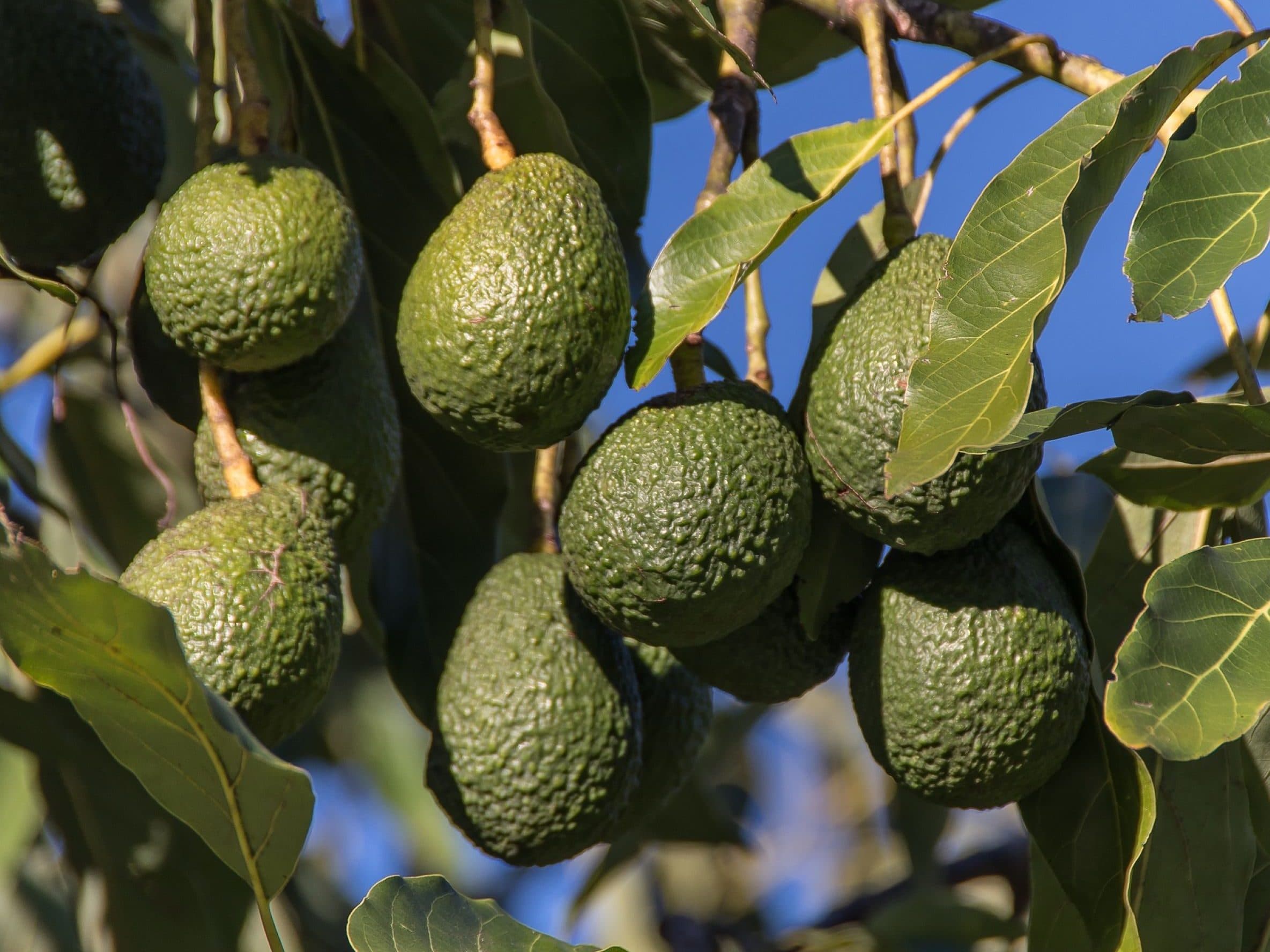 UK Tech Startup bridging the gender pay gap for women farmers in Sub-Saharan avocado farming