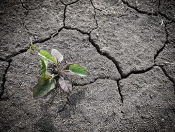 The Pollination Problem Affecting Soil Fertility