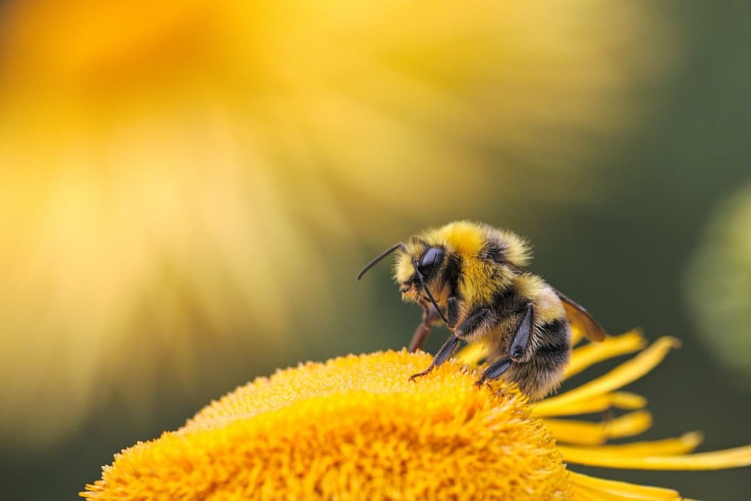 Bees as Biosentinels: How Nature's Early Warning System is Getting a Tech Upgrade