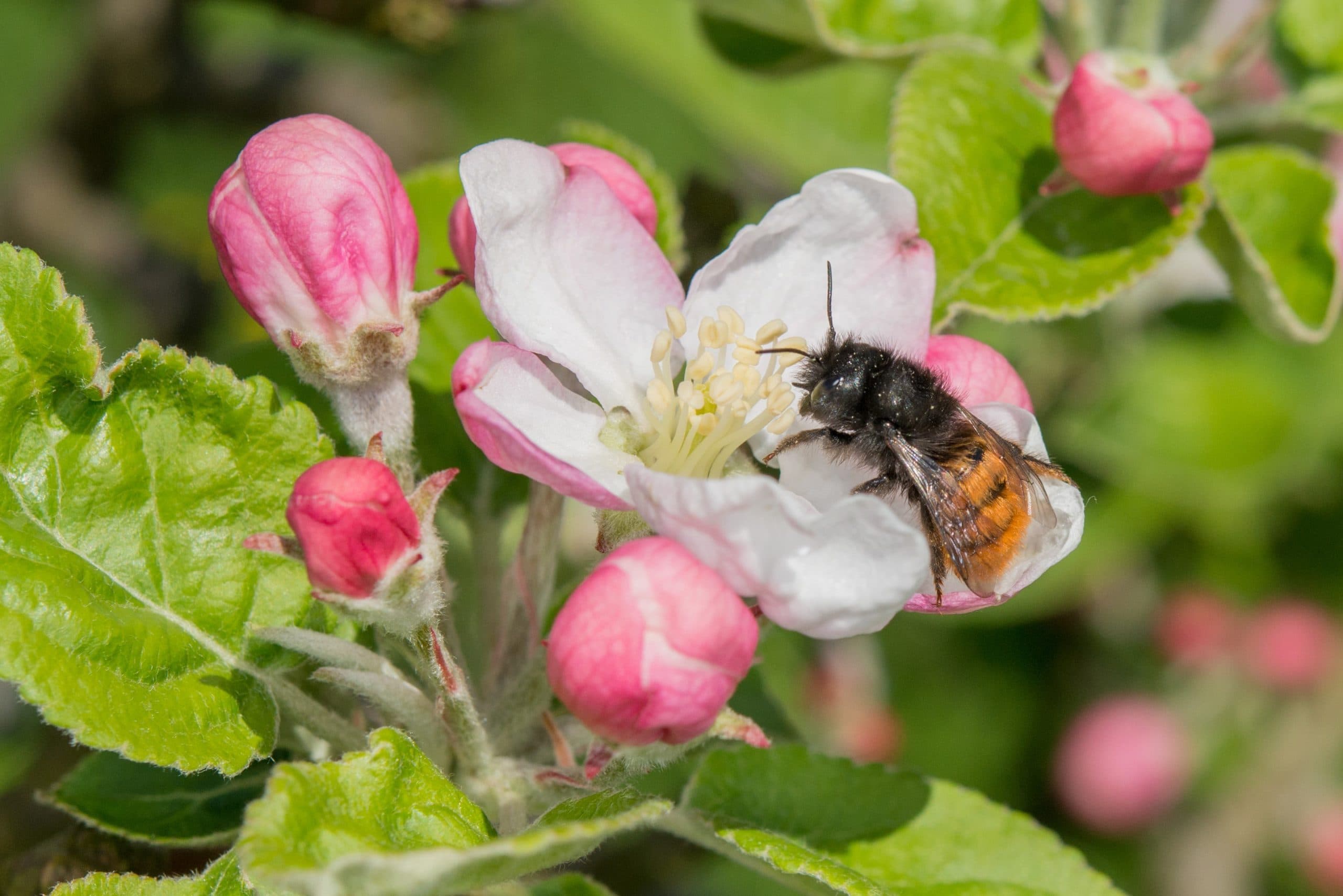 New Dorset Wildlife Trust project report demonstrates how easy, impactful and effective biodiversity monitoring can be, using the right tech
