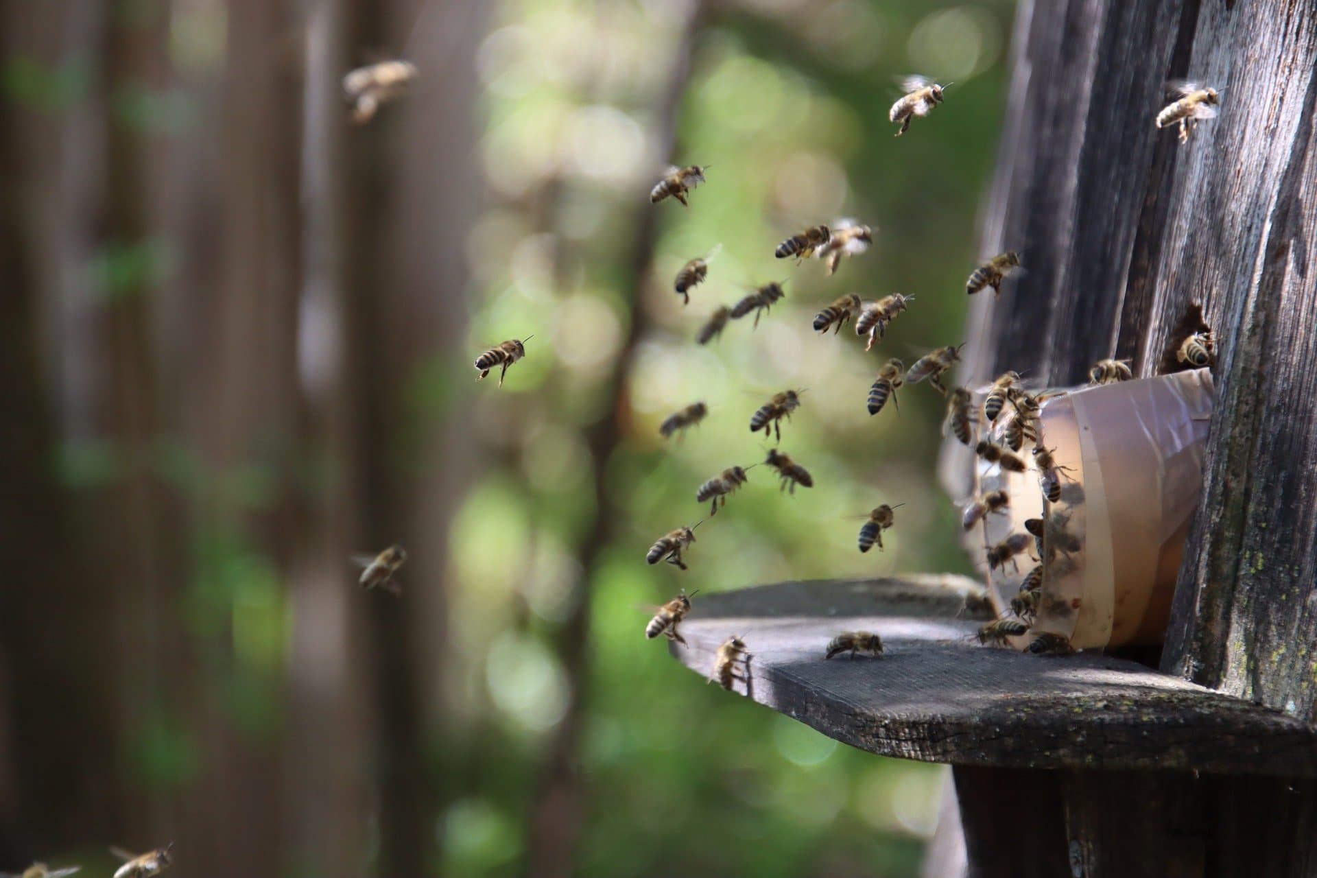 Why Monitoring Bees is Key to Understanding Your Land's Biodiversity Health