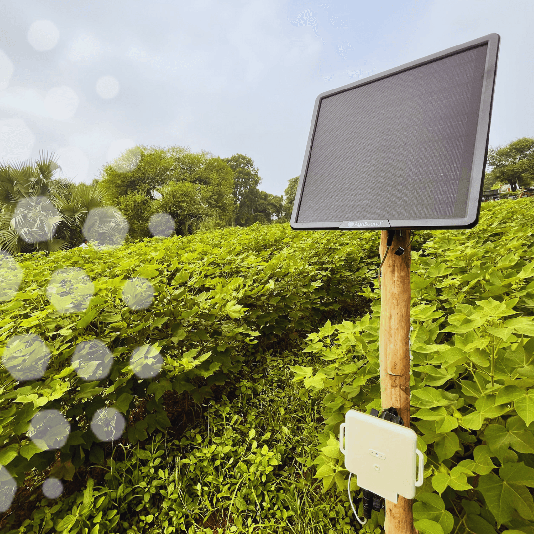 Breakthrough biodiversity findings revealed by AgriSound and CottonConnect in Indian cotton farm monitoring pilot programme