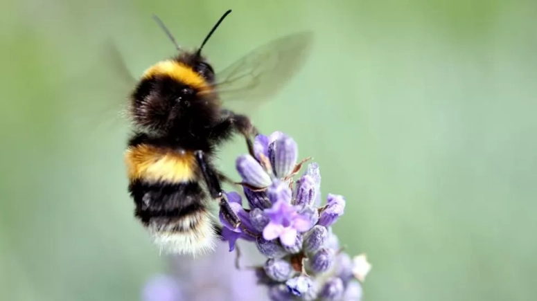 Counting bees by listening for their buzz: National Trust Scotland
