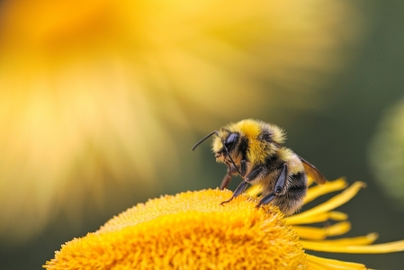 M&S rolls out AgriSound technology boosting pollinator activity to 18 farms across the UK