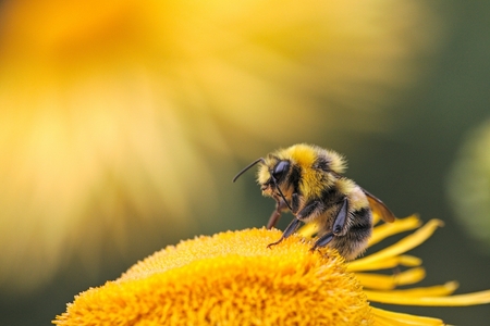 M&S rolls out AgriSound technology boosting pollinator activity to 18 farms across the UK