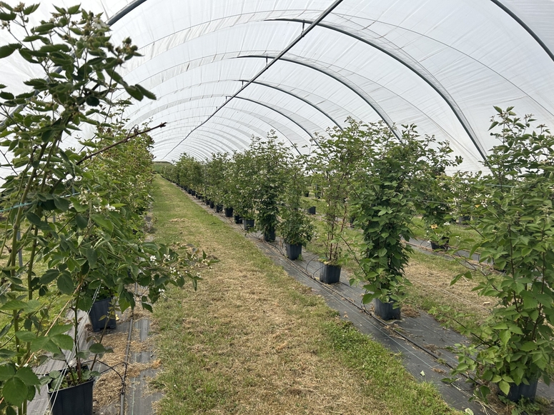 AgriSound, JHI and HSS Launch Precision Pollination Project to Accelerate Breeding and Boost Productivity in UK Fruit Production