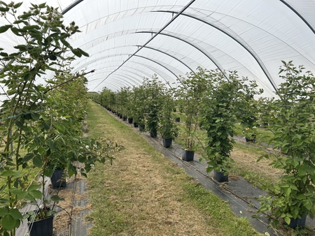 AgriSound, JHI and HSS Launch Precision Pollination Project to Accelerate  Breeding and Boost Productivity in UK Fruit Production