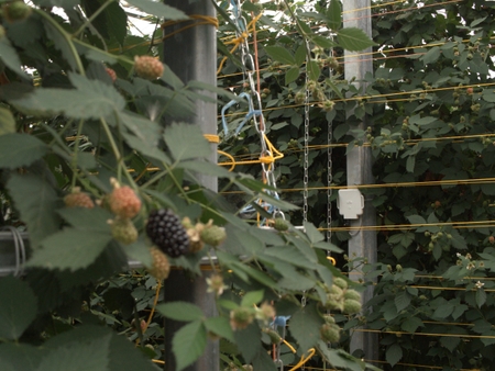 From Flowers to Fruit: Maximizing Your Berry Crop with Precision Pollination and Polly™