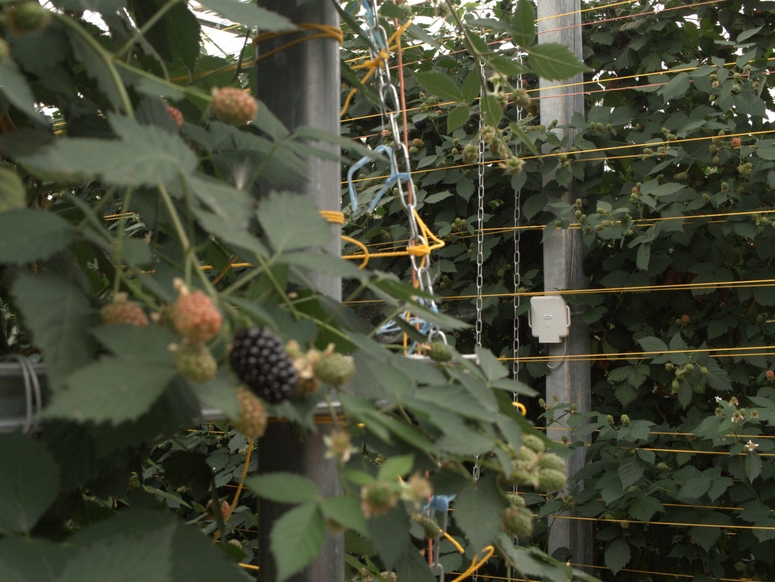 From Flowers to Fruit: Maximizing Your Berry Crop with Precision Pollination and Polly™