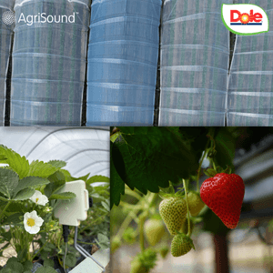 Dole UK achieve up to 28 per cent yield boost after successful precision pollination pilot with AgriSound