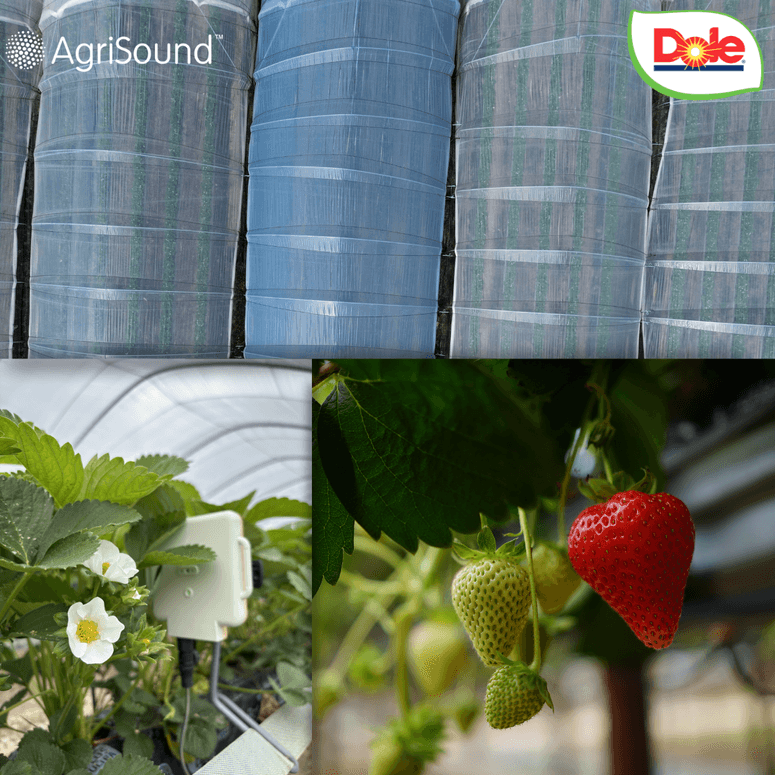 Dole UK achieve up to 28 per cent yield boost after successful precision pollination pilot with AgriSound