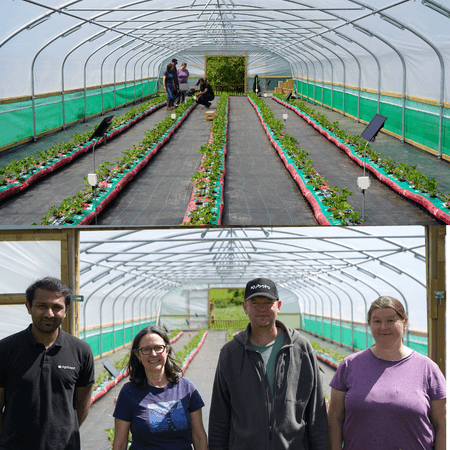 AgriSound Secures Funding for Groundbreaking Pollination Project in Strawberries