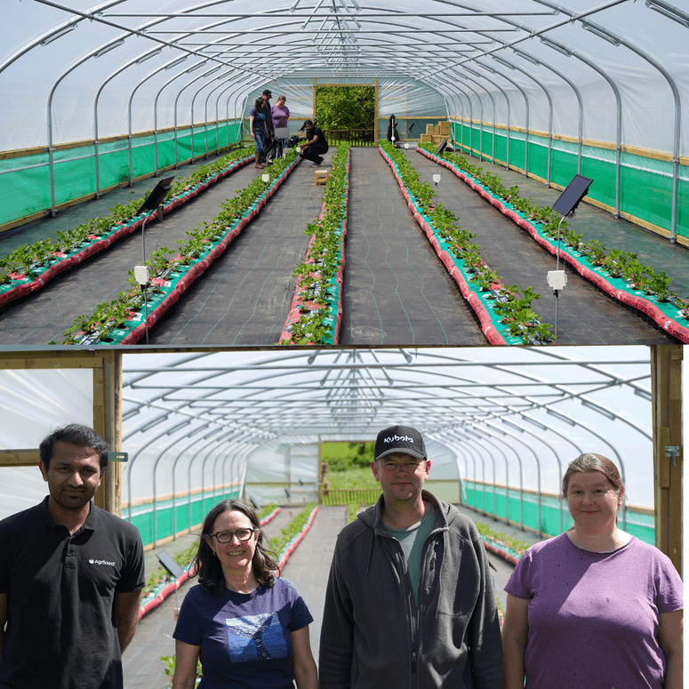 AgriSound Secures Funding for Groundbreaking Pollination Project in Strawberries