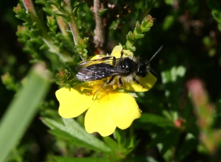 New AI algorithm will hopefully save ‘hopping’ bee from extinction