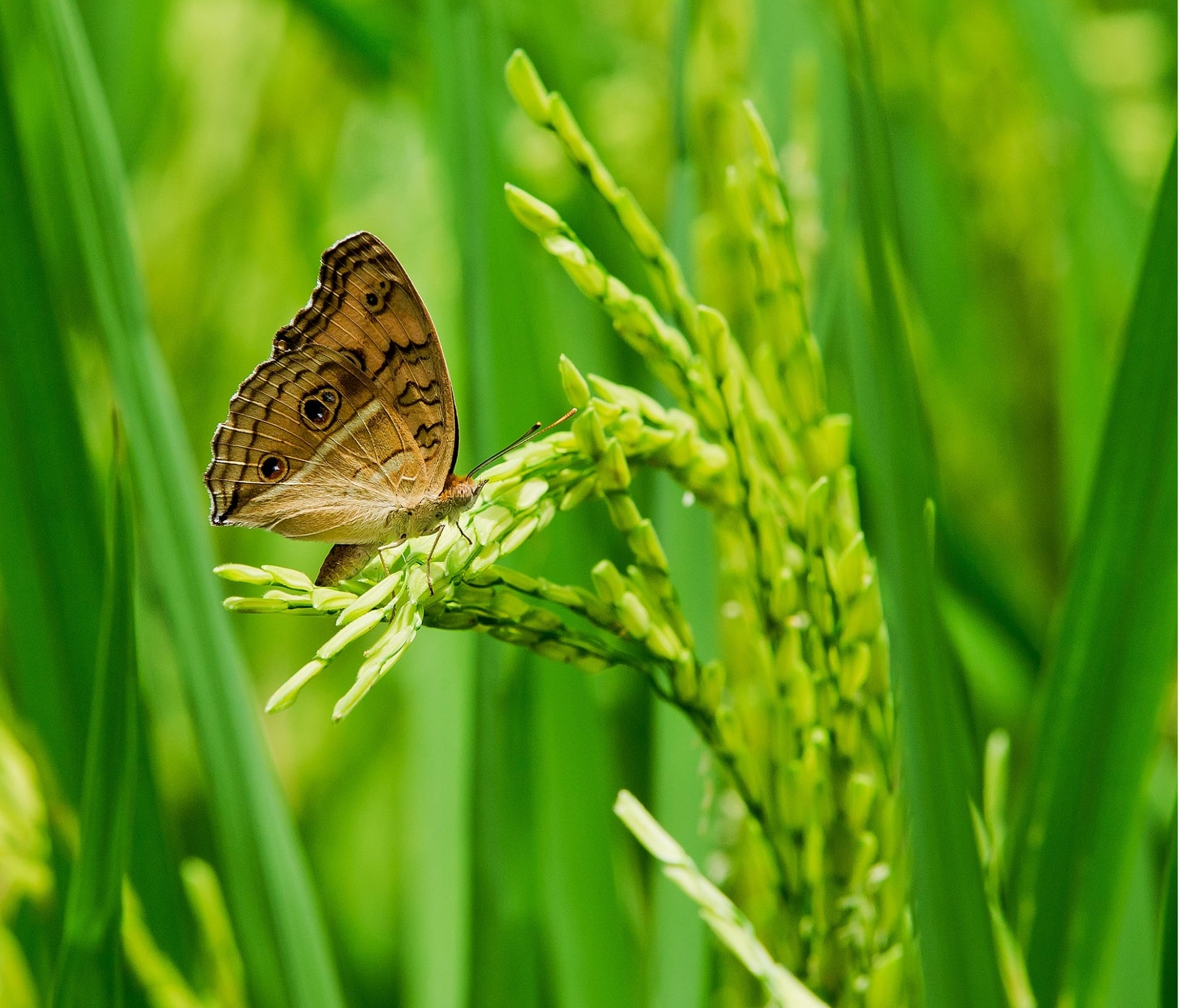 improving-crop-yield-agrisound